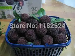 10 ОО-Китайский Черный байберри Semillas, Yangmei дерево Semillas, вкусные закуски Фрукты