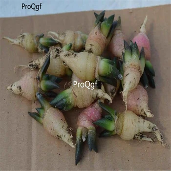 

Ngryise 2Pcs A Set random size fissuratus lloydii