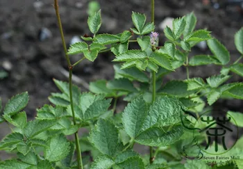 

Astilbe-Chinensis Chinese-Astilbe False-Goat's-Beard Luo-Xin-Fu