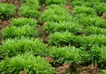 

Cichorium Endivia Escarole Endive Sonchus Oleraceus Ku-Ju