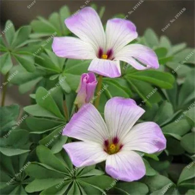Красные Oxalis цветные цветы бонсай 100 шт Редкие Планты для сада, дома, посадки цветов oxalis растения на продажу - Цвет: 7