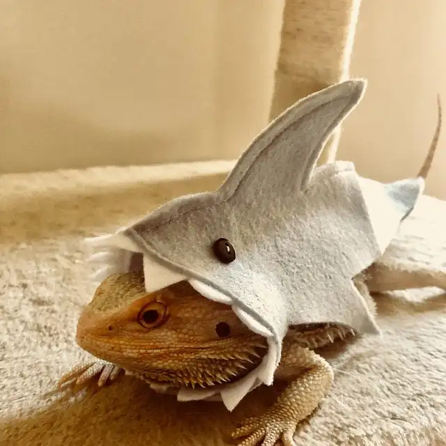 Shark Outfit for Bearded Dragon and Small Reptiles - Lizard, Gecko, and More image 4
