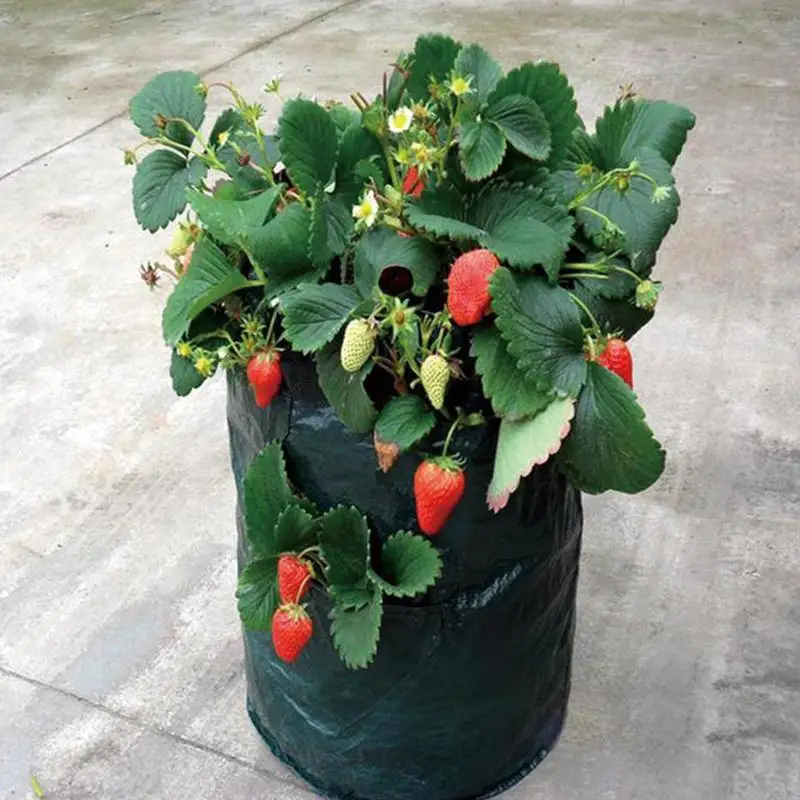 1Pcs Gardening Green PE Woven Plant Bag Multi-port Strawberry Herb Planting Bag Sweet Potato Vegetable and Fruit Potting Bag 1Pcs Gardening Green PE Woven Plant Bag Multi-port Strawberry Herb Planting Bag Sweet Potato Vegetable and Fruit Potting Bag