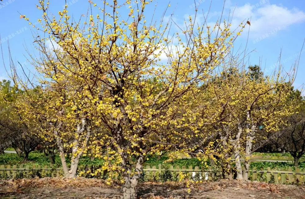 5 шт./лот Wintersweet бонсай Chimonanthus ароматы Praecox Листопадный куст Редкие бонсай дерево домашний сад бонсай DIY завод