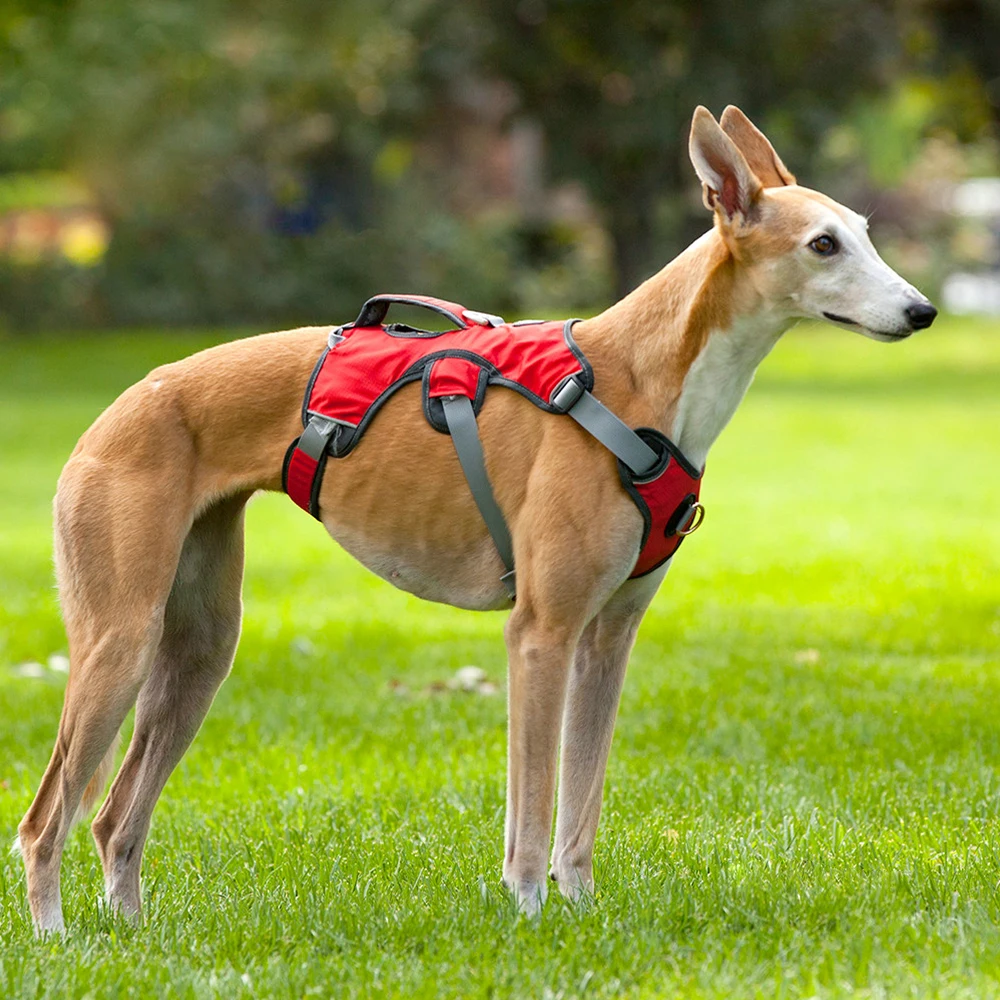 HTB1hRrjpnqWBKNjSZFAq6ynSpXal