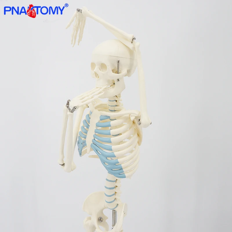 85cm Skeleton Model Human Anatomy Skull Spine Ribs Pelvis Bone Arms and Legs Foot and Hand Tool Medical Science