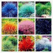 100 шт./пакет овсяница травы(Festuca glauca) Сад засухоустойчивых декоративная трава flores многолетнее бонсай растения для домашнего использования