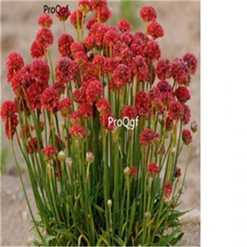 

Ngryise 3000pcs Armeria maritima