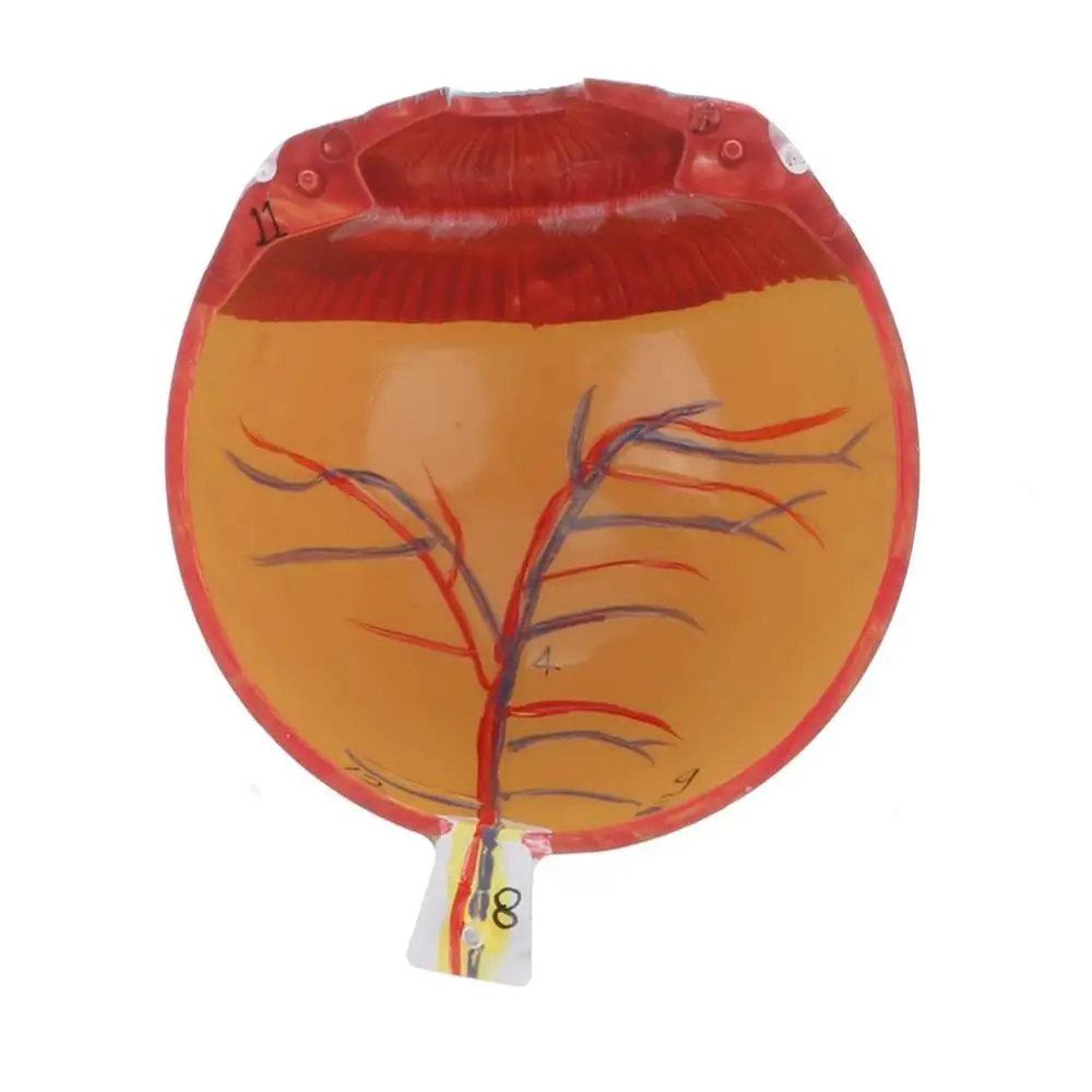 Модель анатомии глаз увеличенная 6 частей 3 раза|anatomy model|model structuresmodel anatomy |