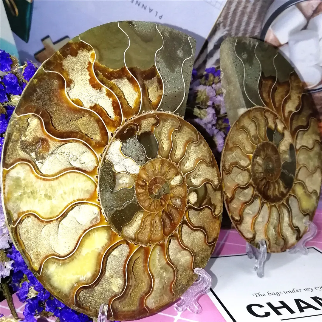 897g 1pairs of Split Ammonite Specimen Shell Healing Madagascar My438 897g 1pairs of Split Ammonite Specimen Shell Healing Madagascar My438