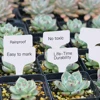 100Pcs PVC Garden Labels White Gardening Plant Sorting Sign Tag Ticket Plastic Writing Plate Board Plug 6