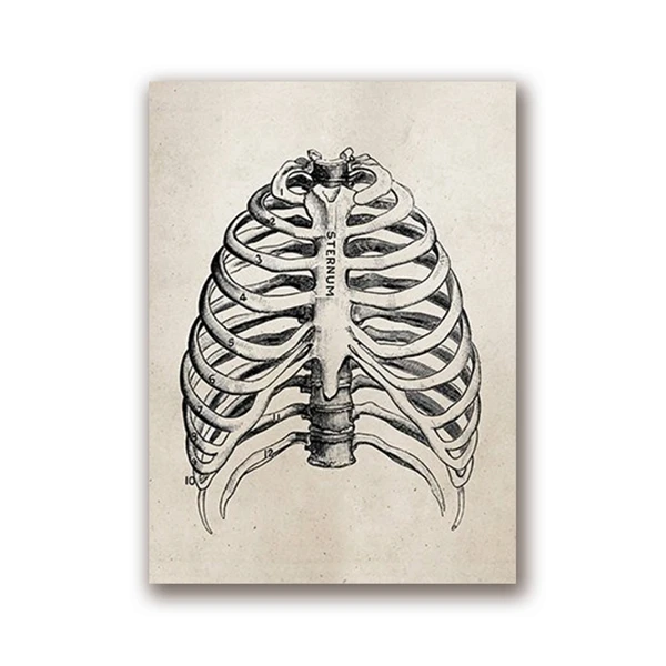 Human-Anatomy-Science-Vintage-Posters-Art-Prints-Medical-Anatomy-Canvas-Painting-Medical-Doctor-Clinic-Wall-Pictures (5)