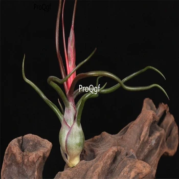 

Ngryise 1Pcs A Set Tillandsia xiaozhangyu air fern plant