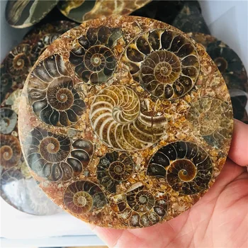 

8-12cm Natural AMMONITE PRETTY NAUTILUS MADAGASCAR FOSSIL SPECIMEN HEALING free shipping 1pc