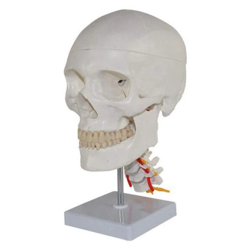 Human Skull with Cervical Spine Medical Science Teaching Resources