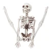 Active Human Skeleton Model Anatomy Skeleton Skeleton Model Medical Learning Halloween Party Decoration Skeleton Art Sketch ► Photo 2/6