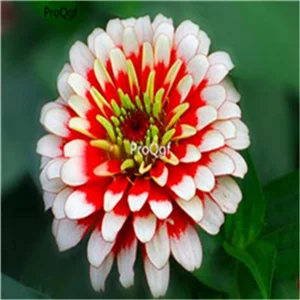 1 Ngryise 2000 шт набор Zinnia elegans - Цвет: 1