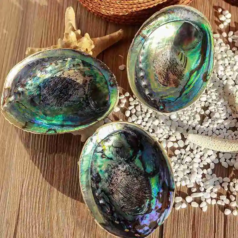 Natural Abalone Shell Large Sea Shells Nautical Home Decor Soap Dish Diy Fish Tank Aquarium Landscape Wedding Decor Abalone Shell Decor 10-12Cm