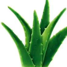 Овощи и фрукты растения алоэ вера Цветущая съедобная красота съедобная Косметика бонсай растения Планте для дома и сада 150 шт/б