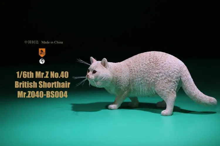 Details about   1/6 Blue and white British Shorthair Model Mr.Z MRZ040 BS003 Cat Animal Toy 