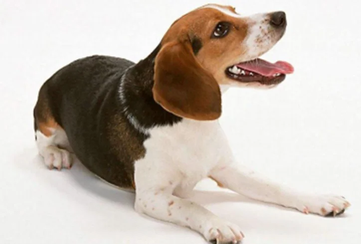 Wondcon ветеринарный открывалка для домашних животных для использования собак Рот Кляп