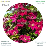 NGRYISE 8 шт. набор clematis корень - Цвет: 1