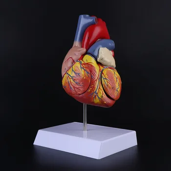 

Disassembled Anatomical Human Heart Model Anatomy Medical Viscera Organs Medical Teaching Resource Tool