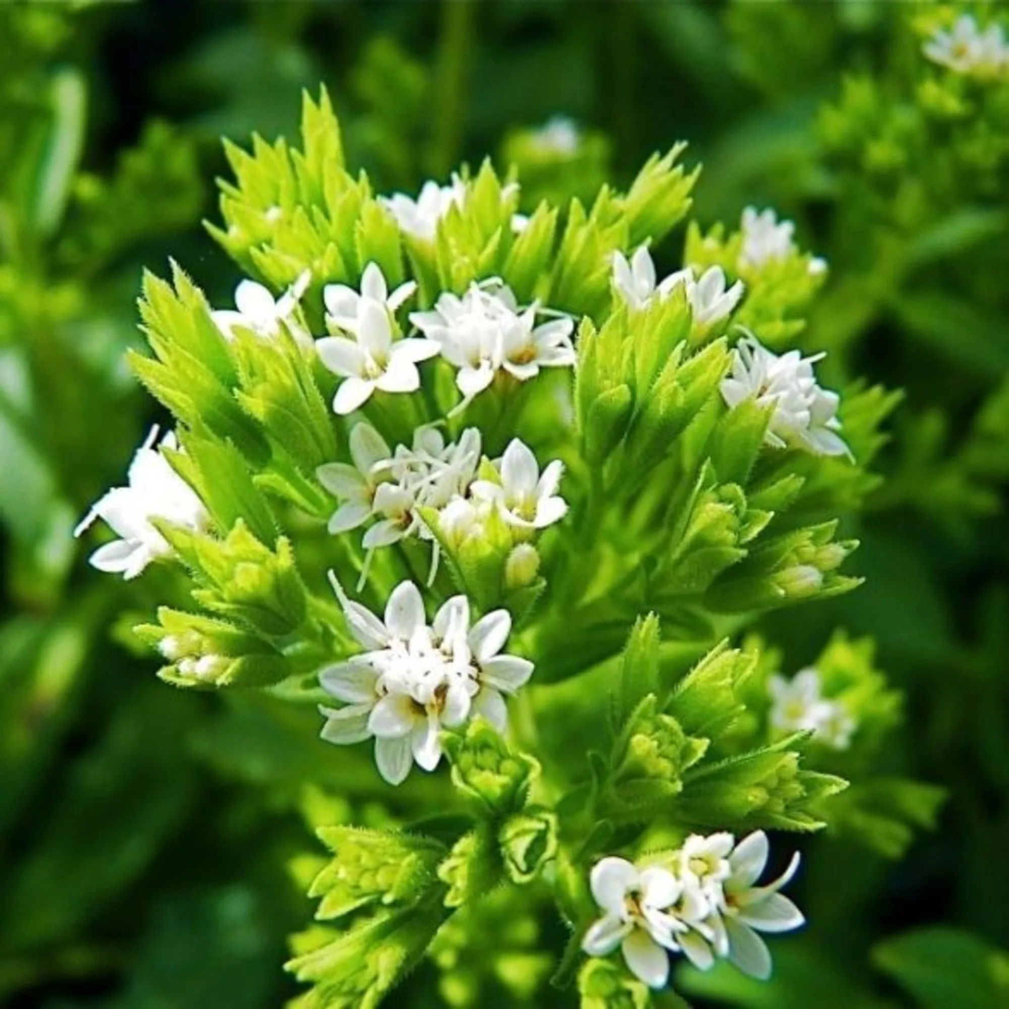 Stevia rebaudiana растение. Стевия медовая. Стевия медовая трава. Стевия ребаудиана. Стевия медовая.