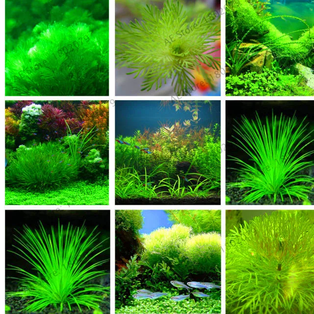 Промотирование потери! аквариумные растения бонсай Трава водный для воды растения комнатные декоративные растения Трава цветочное растение для домашнего сада