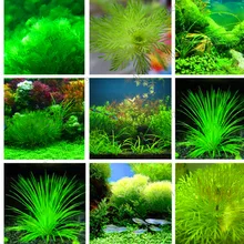 Промотирование потери! аквариумные растения бонсай Трава водный для воды растения комнатные декоративные растения Трава цветочное растение для домашнего сада