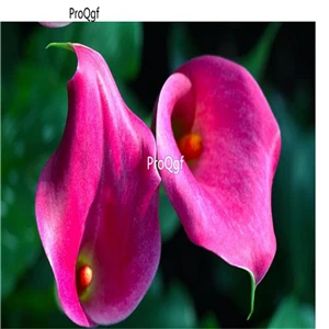 Ngryise 3 шт. набор 10-15 см кластер большая лампа Zantedeschia aeperica Calla lily - Цвет: 12