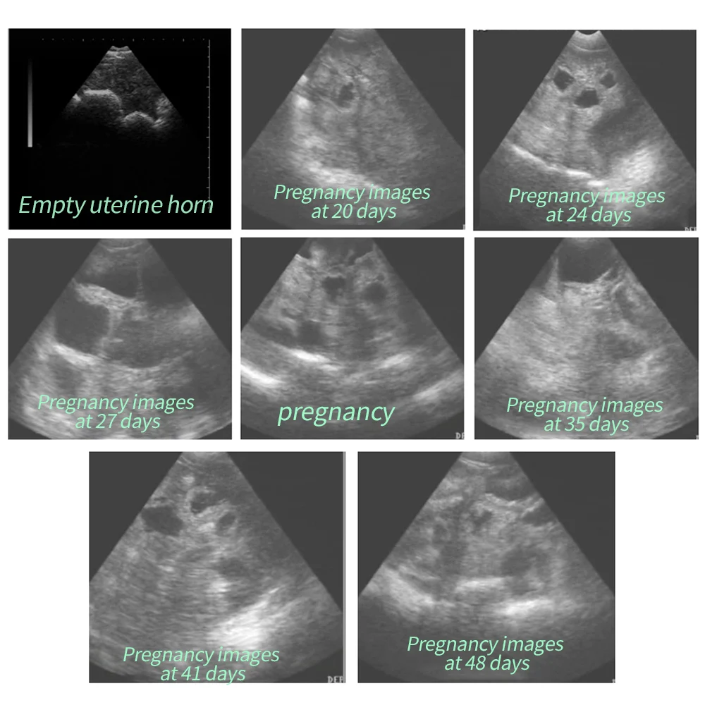 Pregnant Horse Ultrasound
