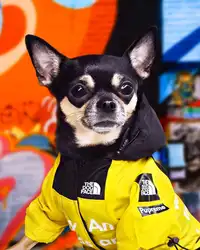Одежда для собак для маленьких и средних животных Толстовка с капюшоном для собак куртка-ветровка, ветрозащитная одежда для собак для
