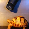 E27 lámpara de calefacción para mascotas Mini infrarrojos de emisor de calor bombilla mascotas tortuga calefacción caja de luz más cálida bombillas 25/50/75/100W ► Foto 3/6