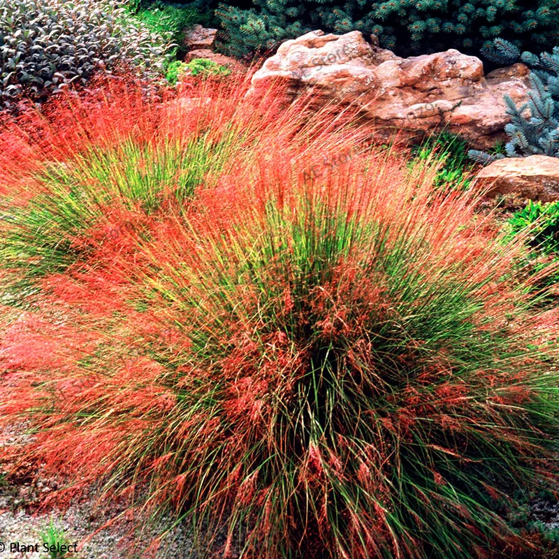 7 100 шт./пакет овсяница травы(Festuca glauca) Сад засухоустойчивых декоративная трава flores многолетнее бонсай растения для домашнего использования - Цвет: 7