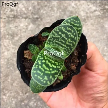 

Ngryise 5Pcs A Set Gasteria gracilis Baker