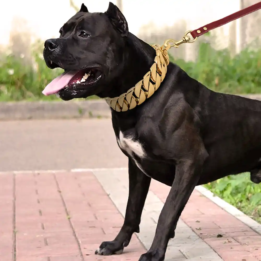 black pitbull with gold chain