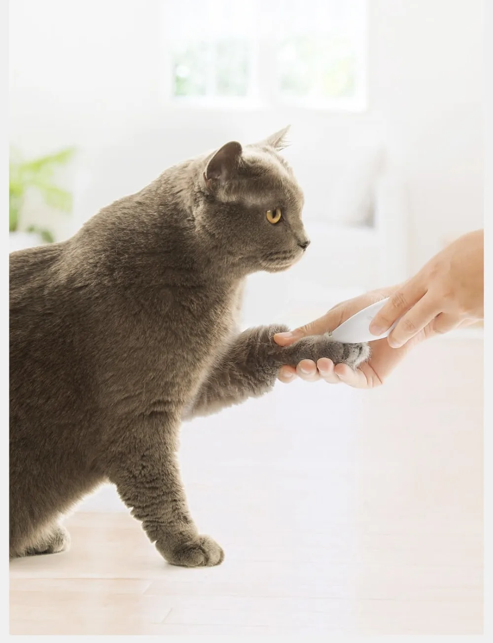 Pet точный триммер кошка Груминг для собачьей шерсти местный бритва предохранительный резак головка для ушей глаза ноги шов