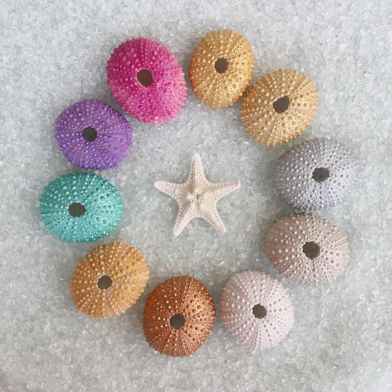 

Free Shipping(10pcs/lot)10Pearlesce Colors Small Sea Urchin Natural Shell Conch Beach Wedding Decoration Coastal Home Decoration