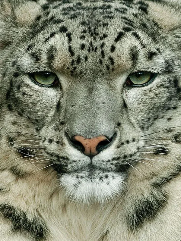 545863f0198bbcaf3b8442e93e373427--claude-follow-me