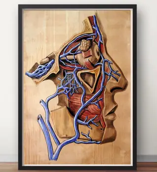 

Human Anatomy Blood vessel face Anatomical Chart Classic Insignia Canvas Paintings Vintage Wall Posters Stickers Home Decor Gift