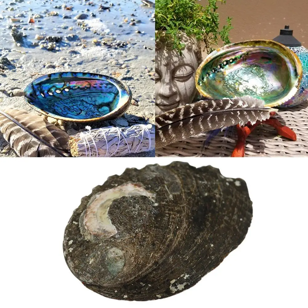 Natural Abalone Shell 12-13cm Large Seashells for Nautical Home Wall Decorations Soap Dish Creative DIY Fish Tank Aquarium Landscape