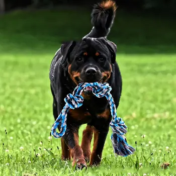 

Durable Spring Stick Strong Pet Rope Toy with Large Capacity Springs Exercise