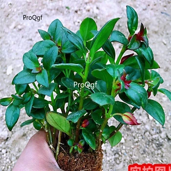 

Prodgf 3Pcs A Set Nematanthus wettsteinii