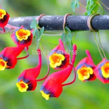 Натуральная! 10 шт Свежие Редкие тропеоловые Nasturtium OoEasy PSe-edsing flower Oo(15-F0023