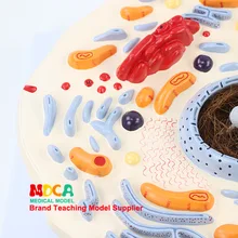 Модель клеток животных микроскопическая структура Анатомия Преподавание биологии медицина обучение Mdwxb001