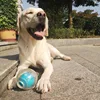 CAITEC Dog Toy Amazing Squeaker Ball Durable Floatable Springy Bite Resistant Best for Tossing Chasing Foraging Medium Large Dog 4
