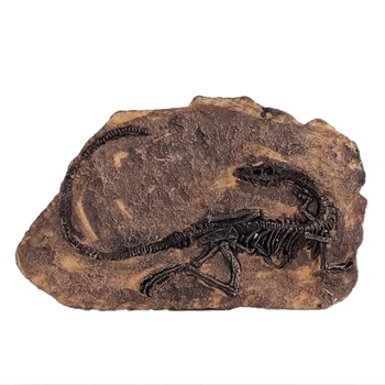 

Tyrannosaurus Rex Dinosaur Fossil Jurassic Cretaceous Gift 130 Million Years Old