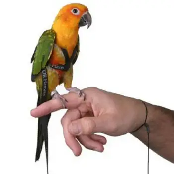 

Pet Parrot Traction Strap Pet Anti-bite Training Rope Outdoor Rope Pet Leash Adjustable Bird Harness For Hamster, Lizard