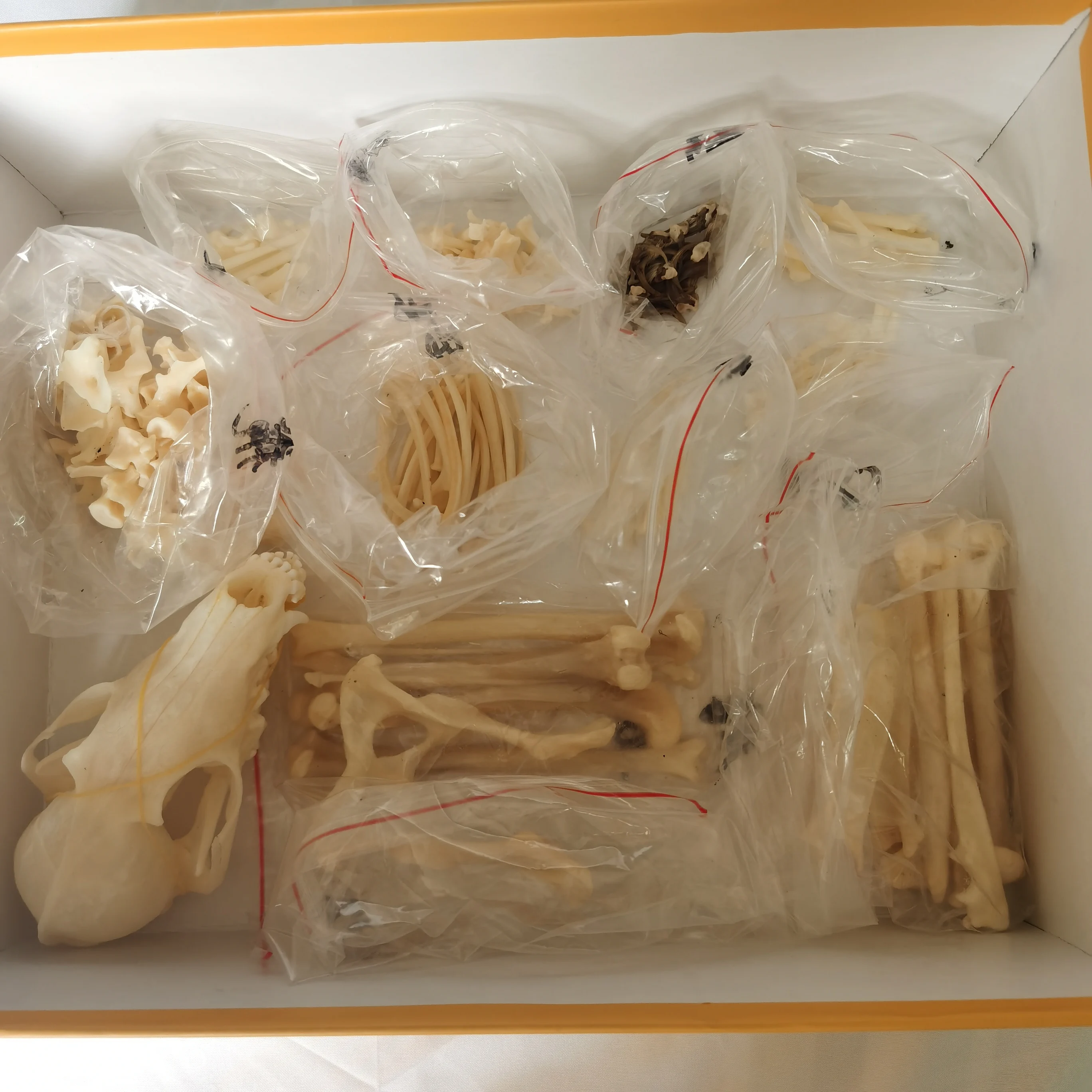 1 Pcs Real Complete Fox/Mink skeleton specimen. Real animal bone. Not Installed.DIY 6
